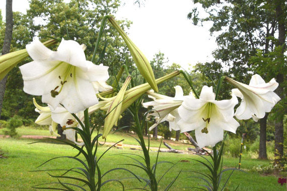 Lilium formosanum seeds Formosa Lily