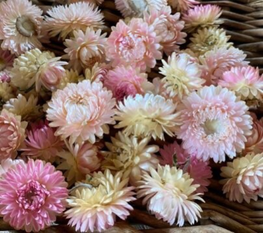 Strawflower, 'Silvery Rose