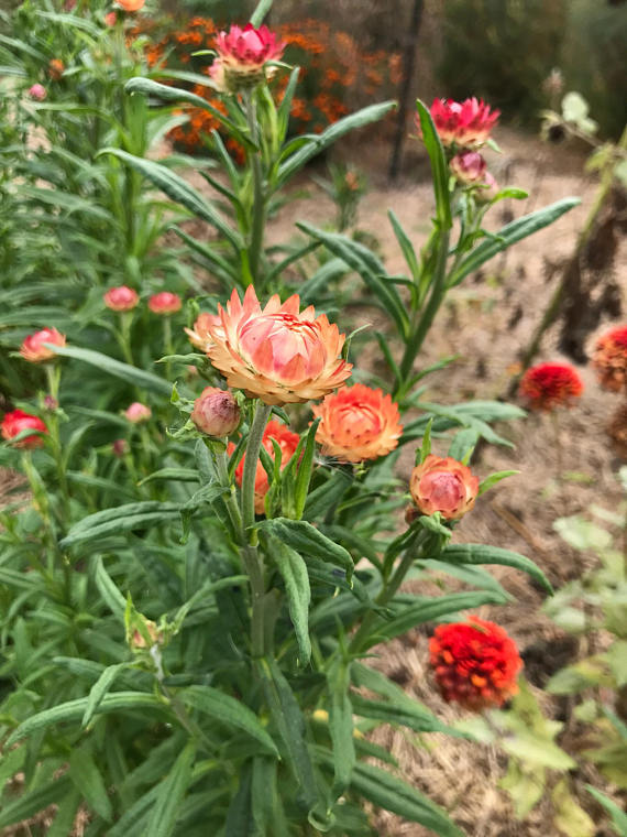 Strawflowers in the garden