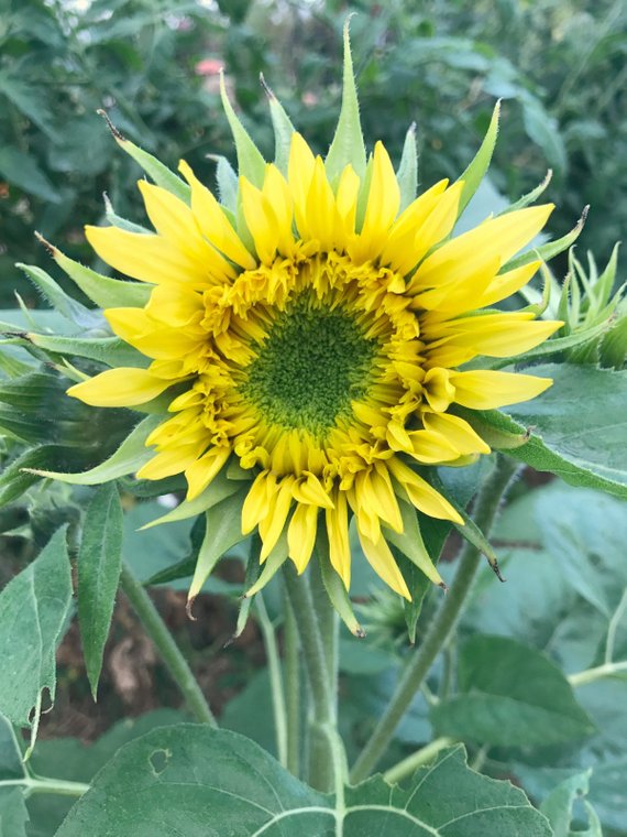 Double flowered Lemonade sunflowers