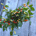 Hot Peppers Tabasco Peppers