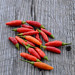 Ripe Tabasco Peppers ready for drying
