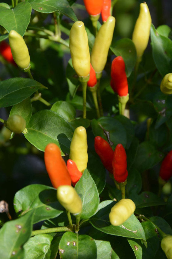 Tabasco Pepper Seeds Hot Peppers