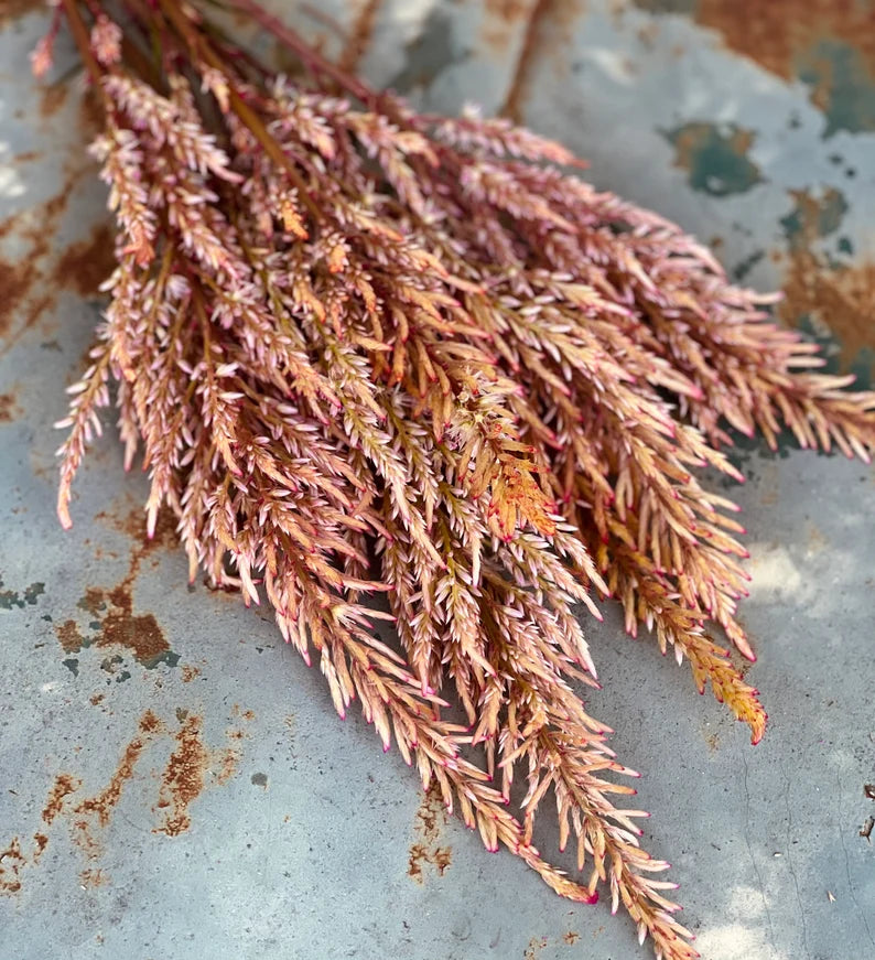 vintage rose plume celosia seeds, rich pink celosia, great filler flower for market gardens