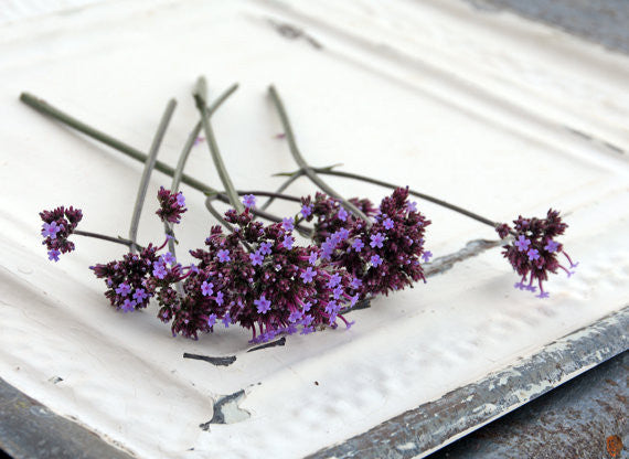 Purple Flowered Verbena bonariensis Seeds