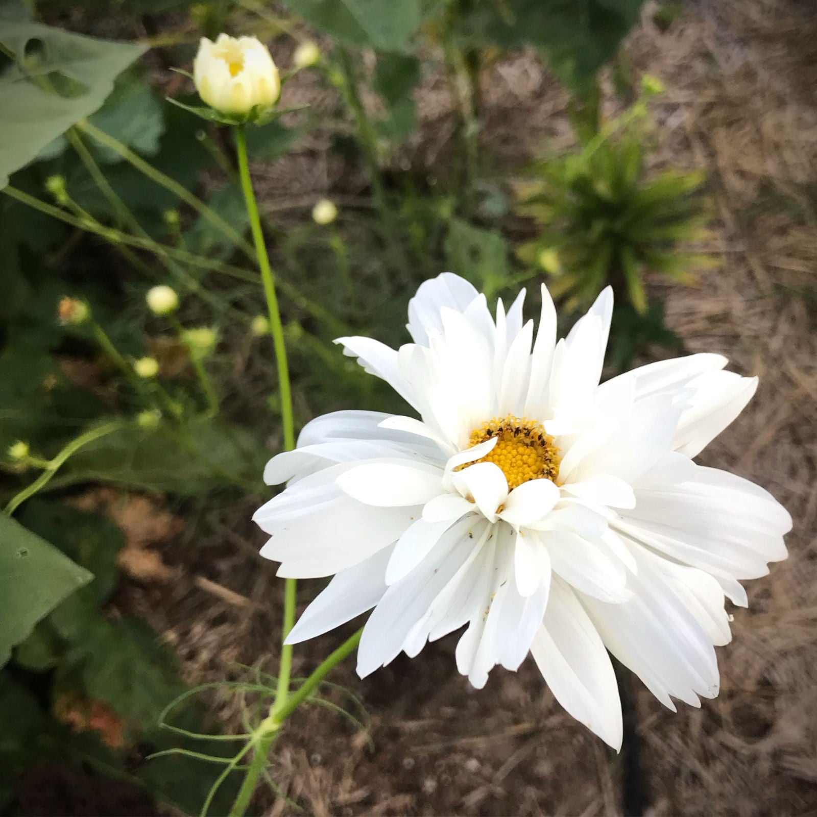 white flower farm seeds Fizzy White Cosmos Seeds, Easy Annual Flower for Cut Flower Gardens