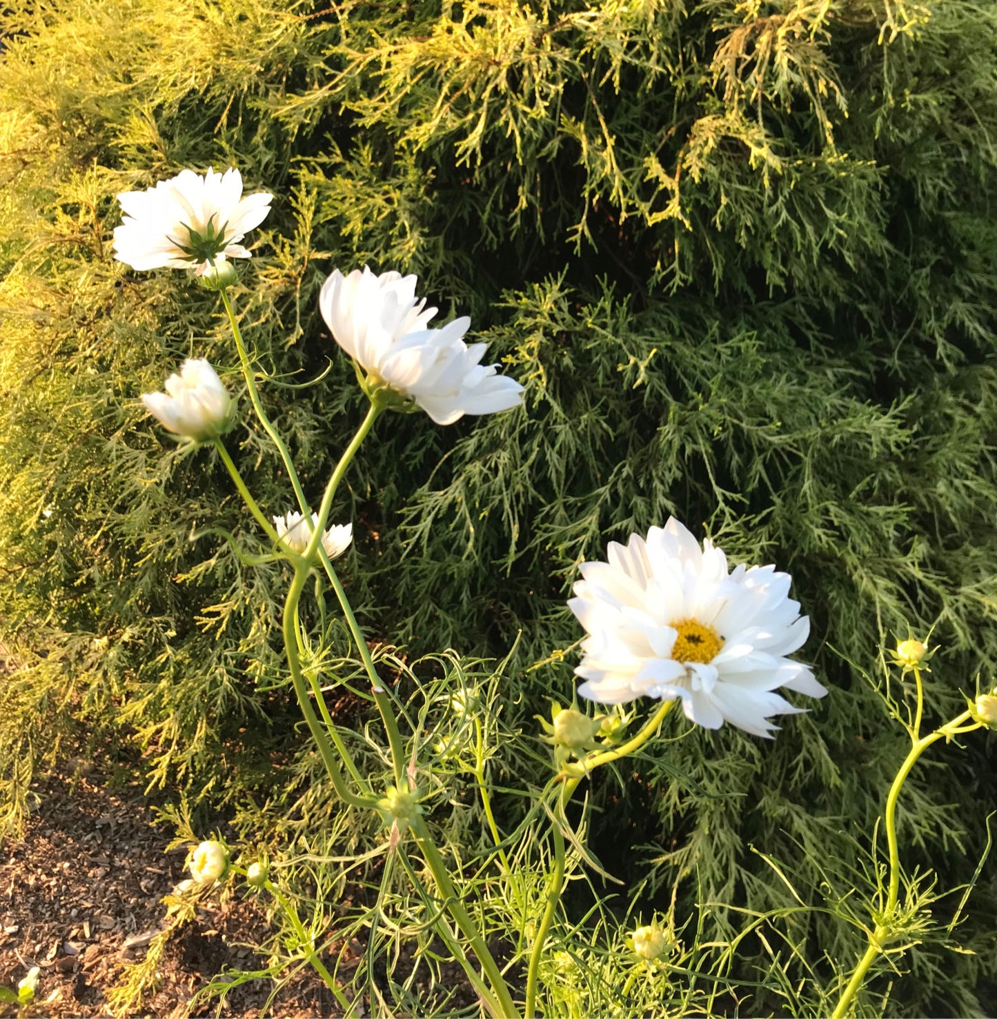 White Cosmos Flower Seeds