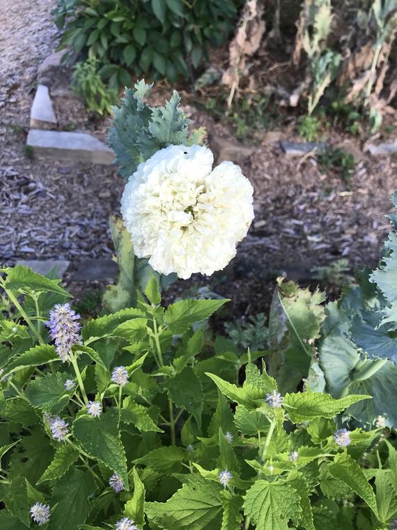 Annual Peony Poppies