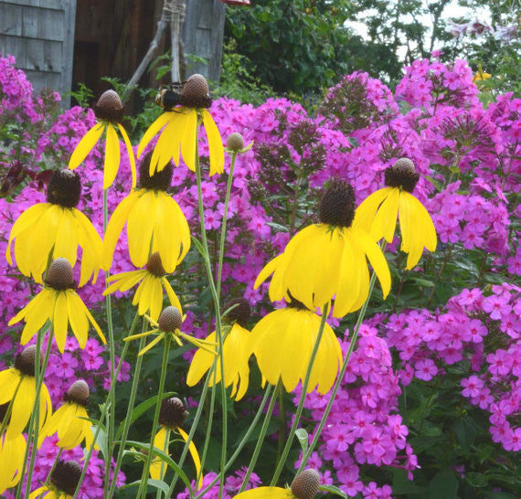 Yellow Coneflower Ratibida