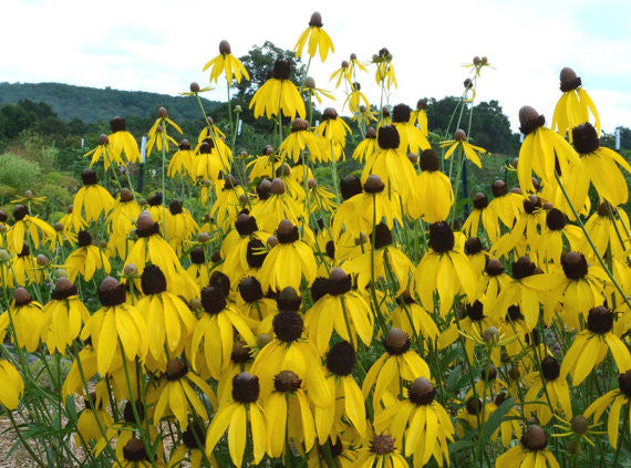 Gray Headed Coneflower Ratibida pinnata