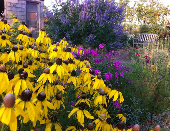 Yellow Coneflower in a natural garden