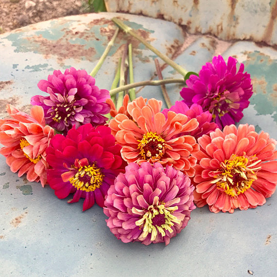 Heirloom Zinnia Seeds