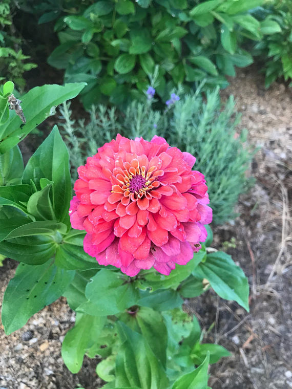 Heirloom Zinnias in the Cut Flower Garden