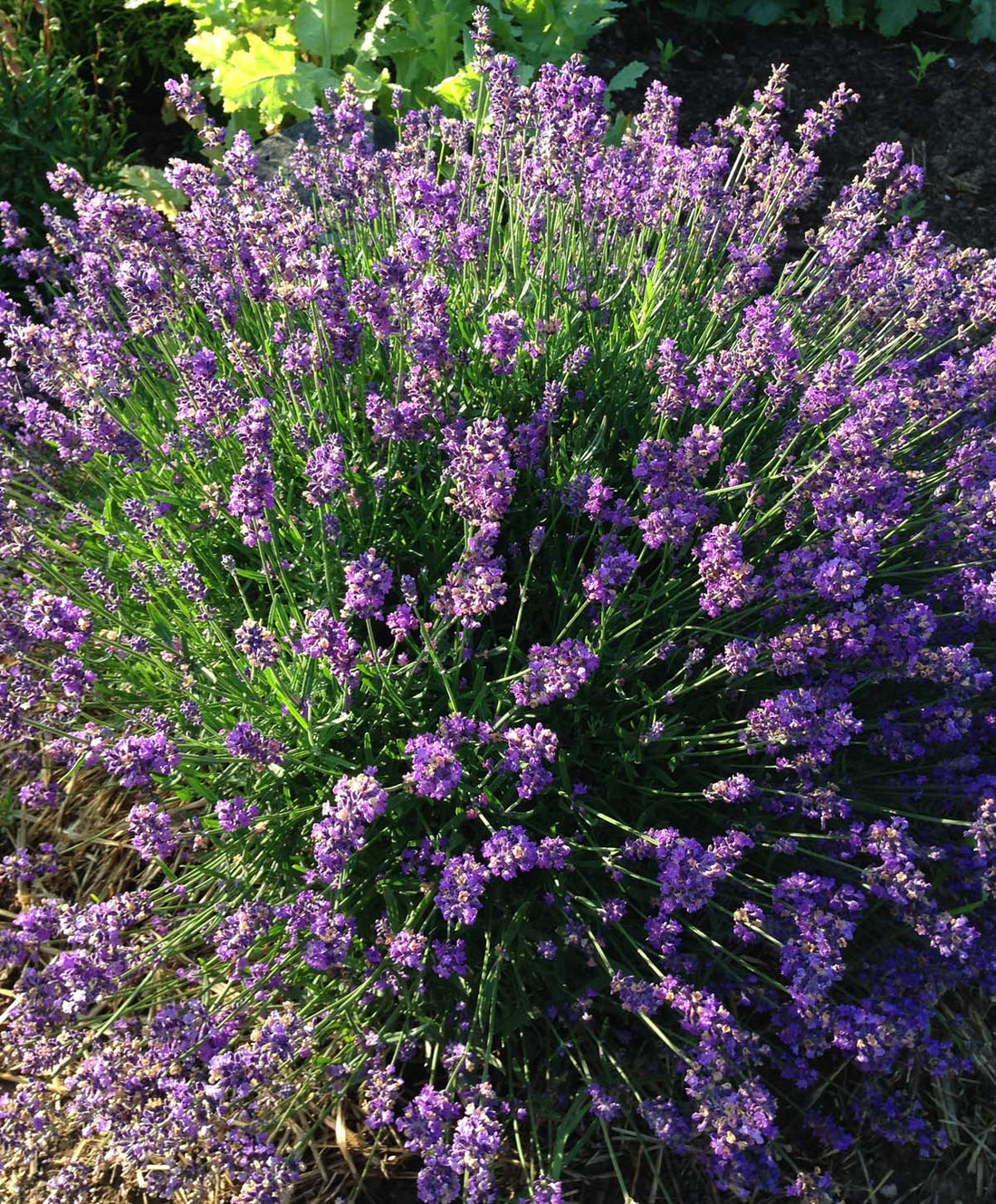 The Herb Garden: Growing Great Lavender