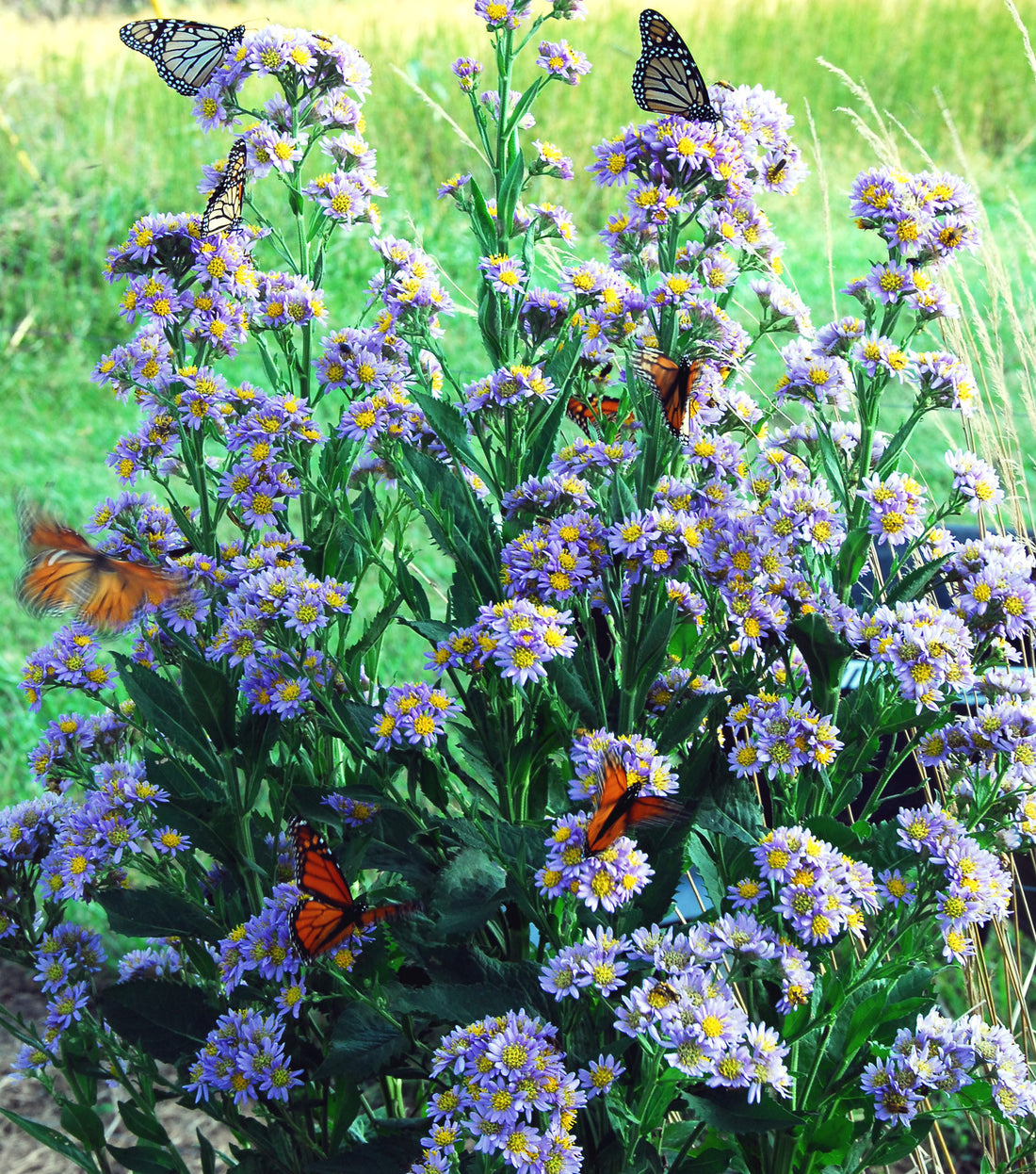 Growing a Butterfly Garden- Easy Plants for Butterfly Habitats