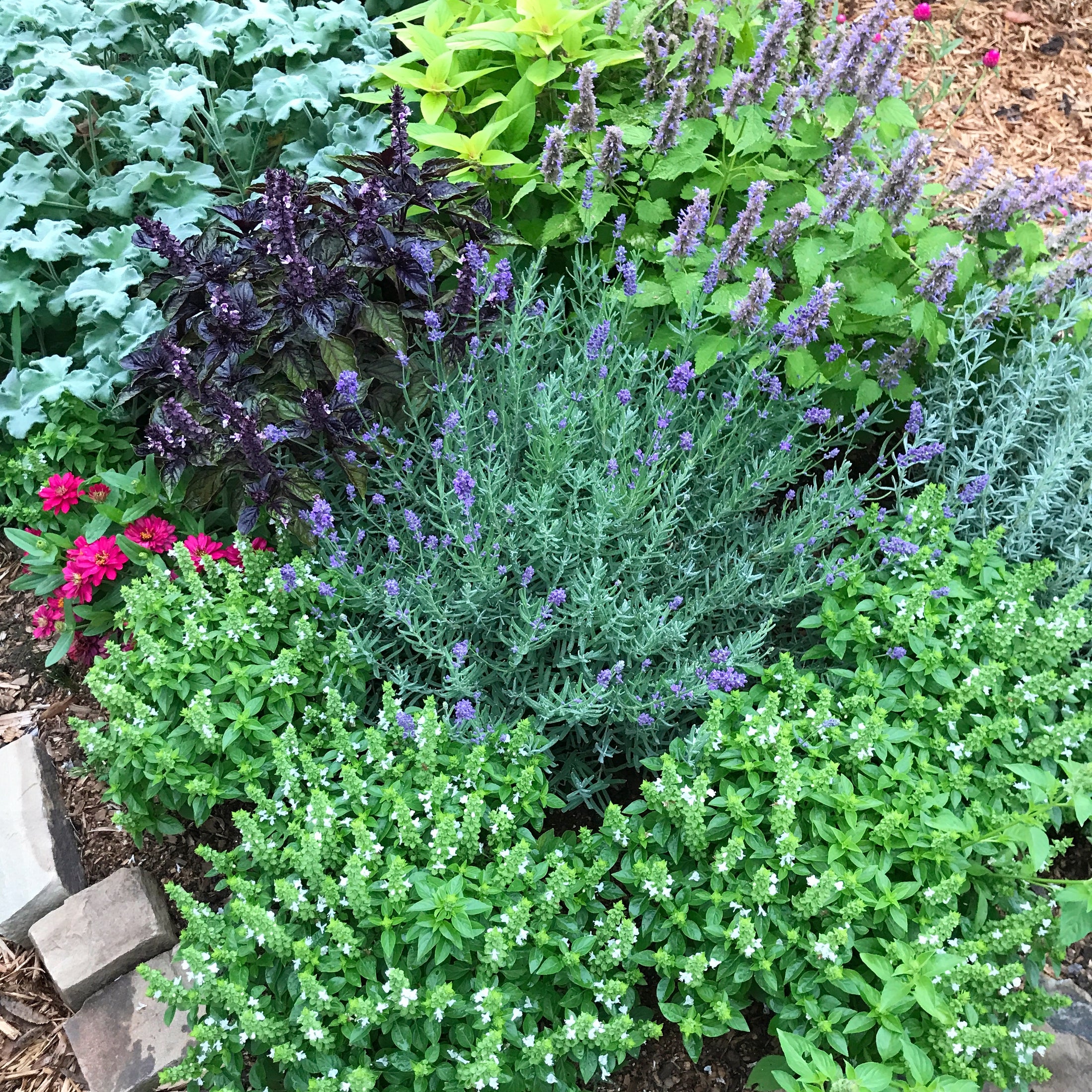 growing-an-herb-garden-beautiful-and-ornamental-herbs-for-the-garden