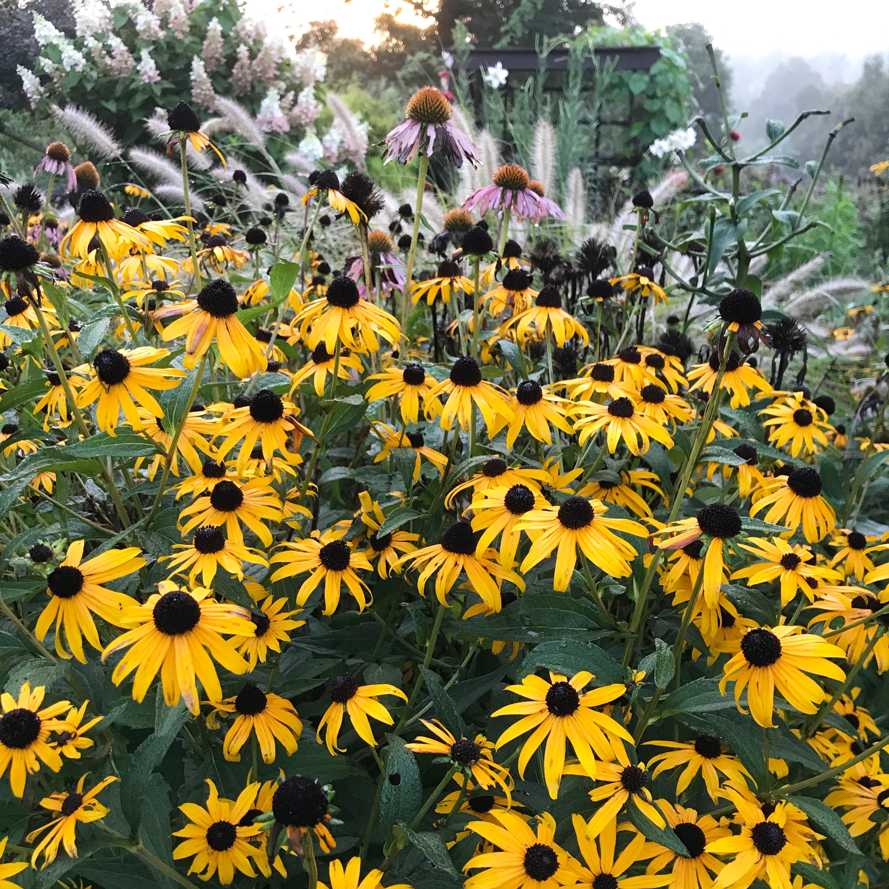 Prairie Plants- Easy Perennials for Low Maintenance and Natural Style ...