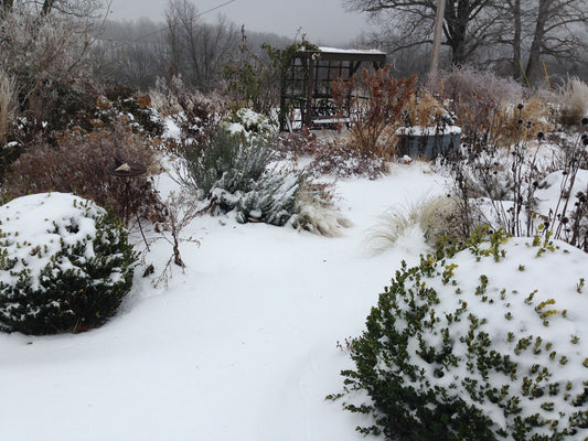 The Winter Garden- Adding Color and Winter Interest to the Garden