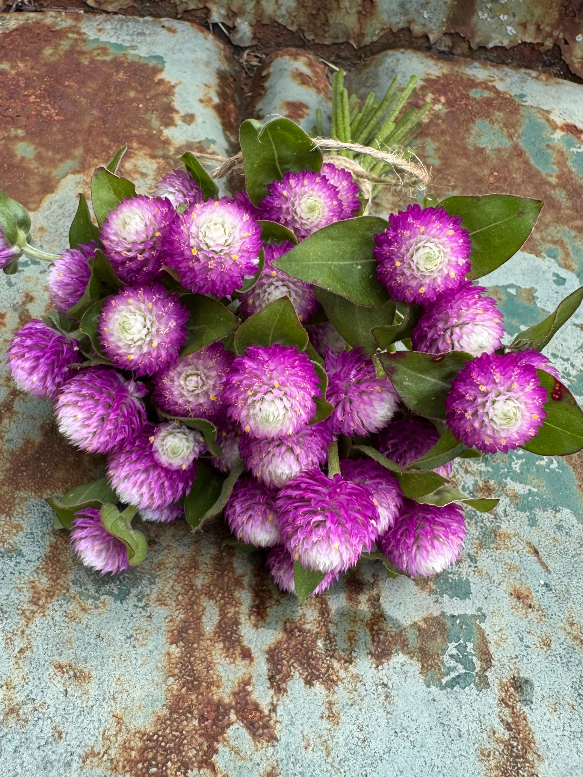 Bi Color Rose Gomphrena for Cut flower gardens
