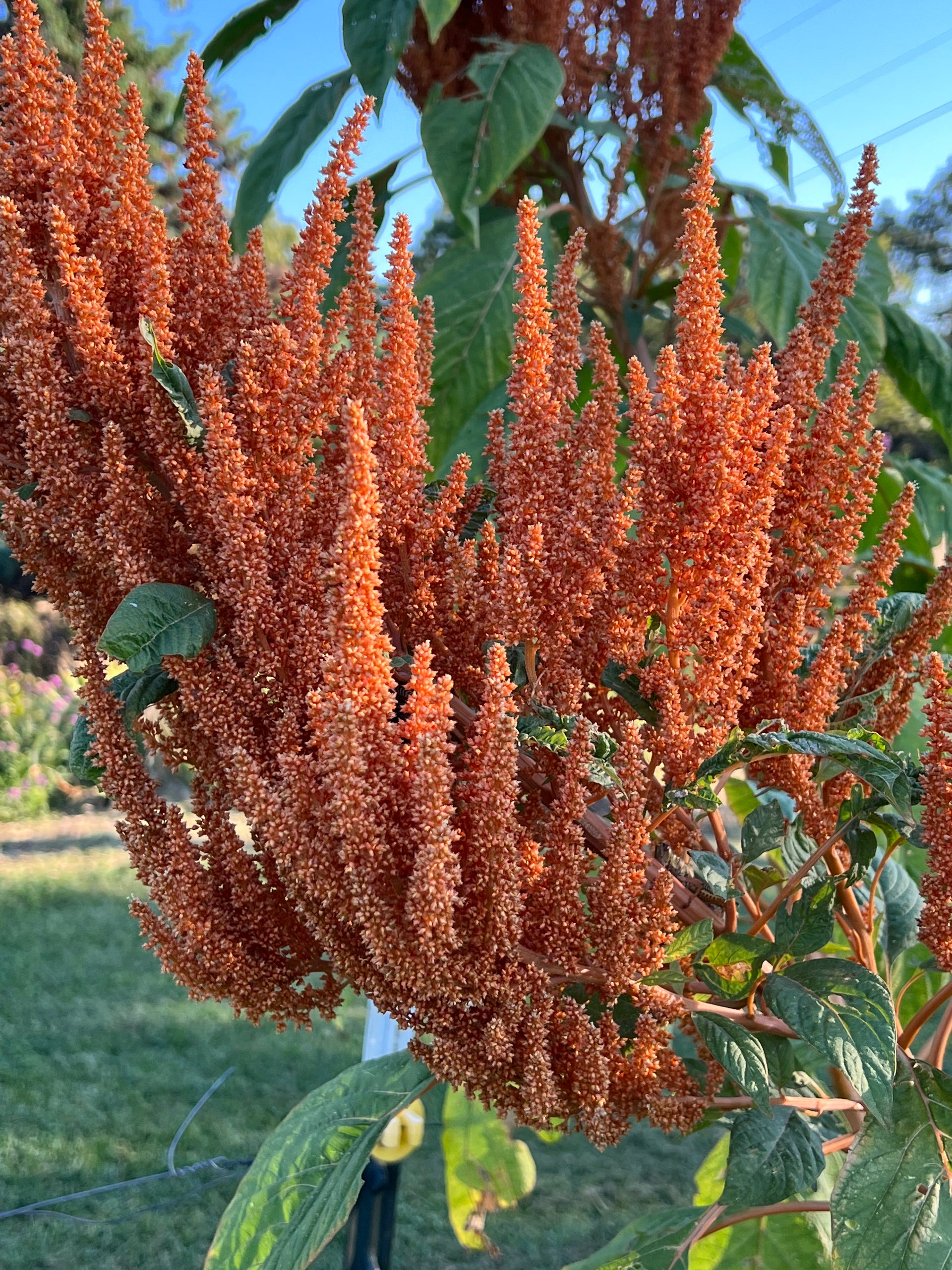Giant Orange Amaranth, Tall Flowering Amaranth for the Garden –  Mountainlily Farm