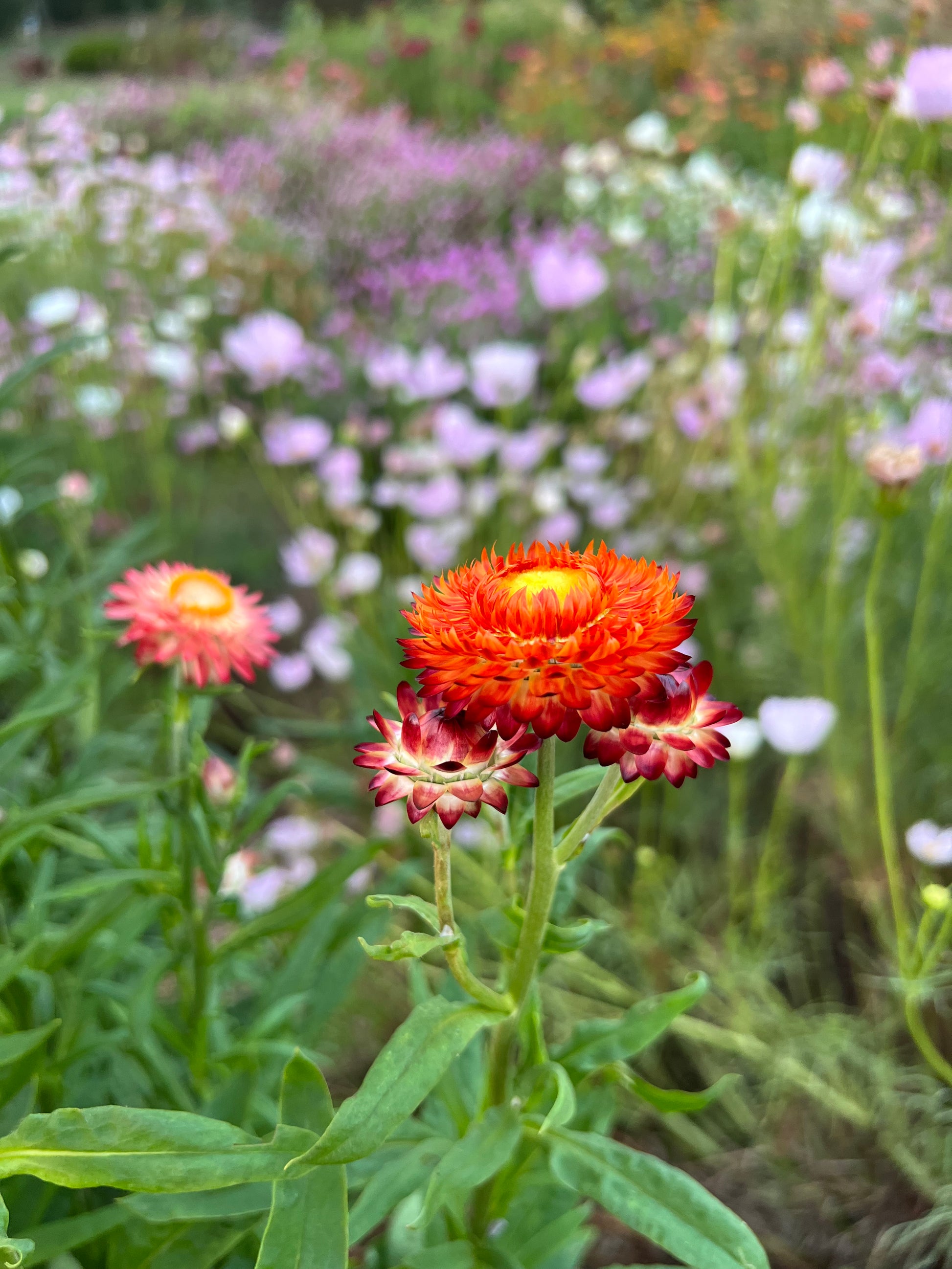 Strawflower Seed, Helichrysum Mixed Peach and Apricot Shades, Straw  Flowers- Great for Dried Floral Crafts