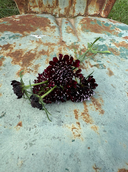 pin cushion like blooms of black knight scabiosa