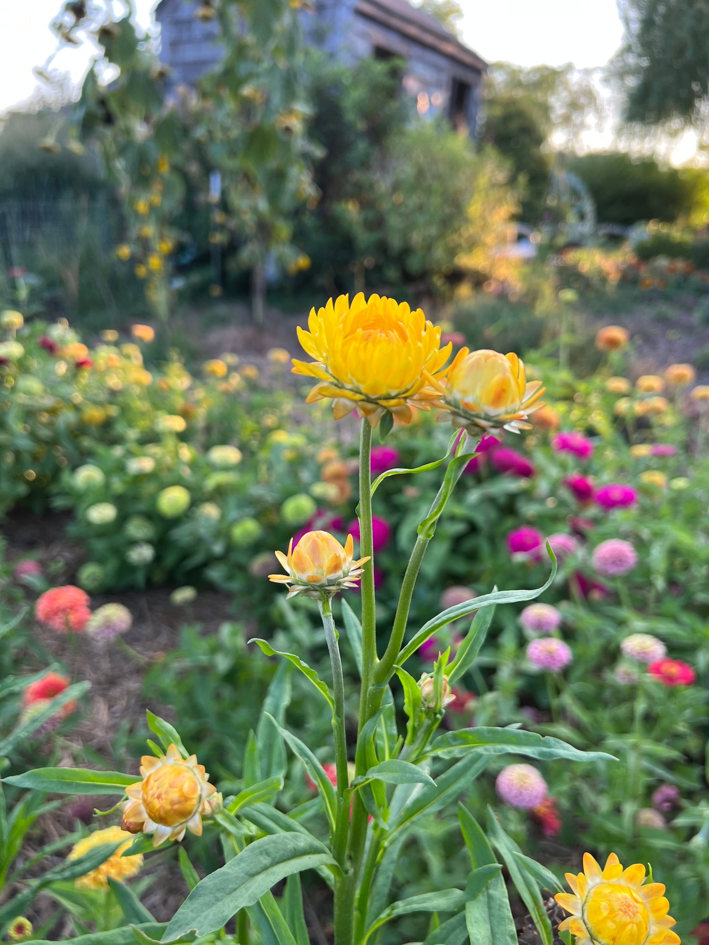 Yellow Strawflower Seeds, Helichrysum Seeds