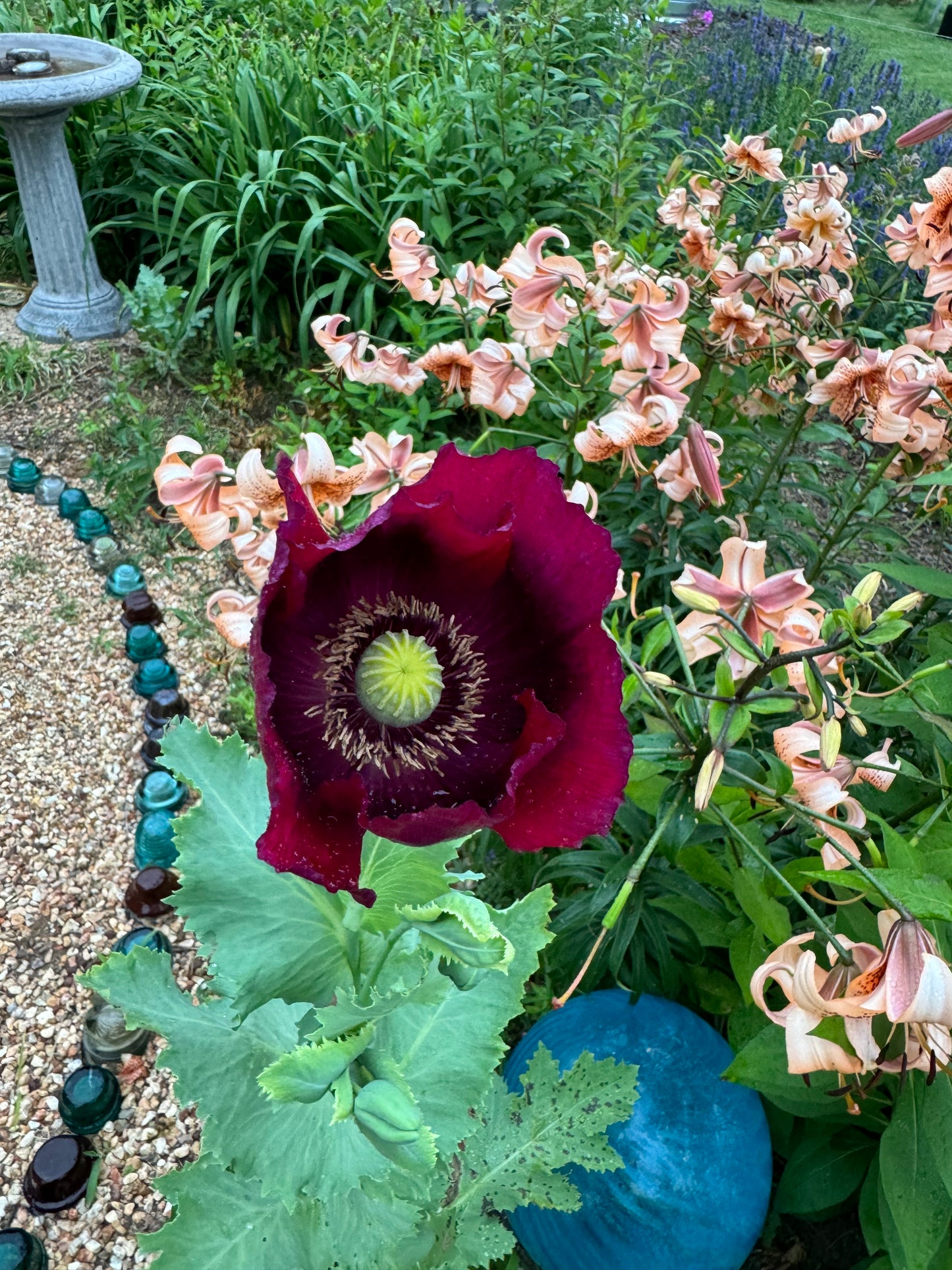 Rich purple blooms of Lauren's Grape Poppy, Breadseed Poppy seeds for home gardening