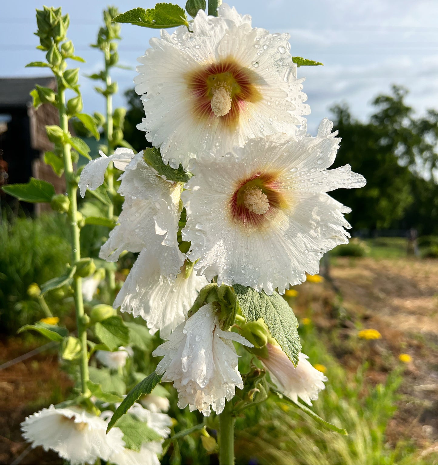 hollyhock seeds for planting Single White Hollyhock Seeds, Cottage Garden Flowers – Mountainlily Farm