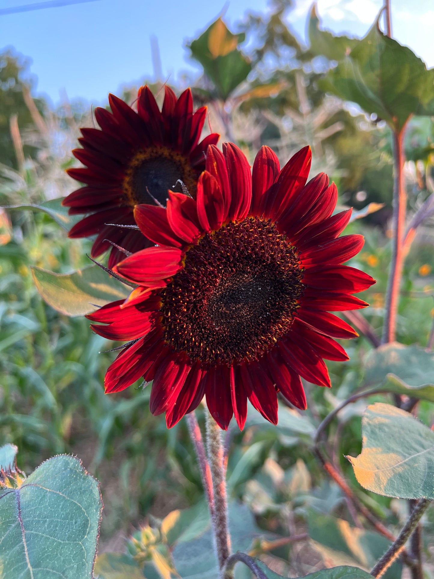 Rouge Royale Sunflower Seeds, Easy to Grow Sunflowers, Great for Pollinator Gardens