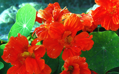 orange nasturtium seeds