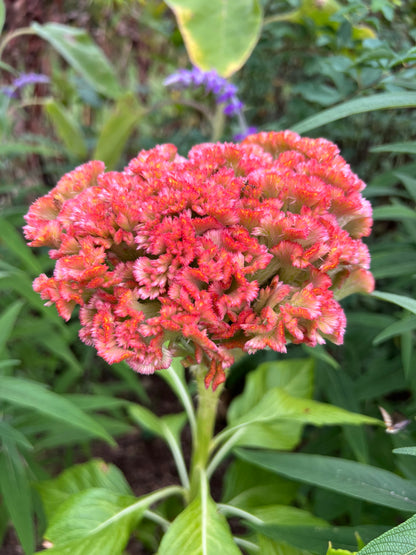 Crystal Beauty Celosia Seeds, Copper Colored Celosia for Cut Flower Gardens