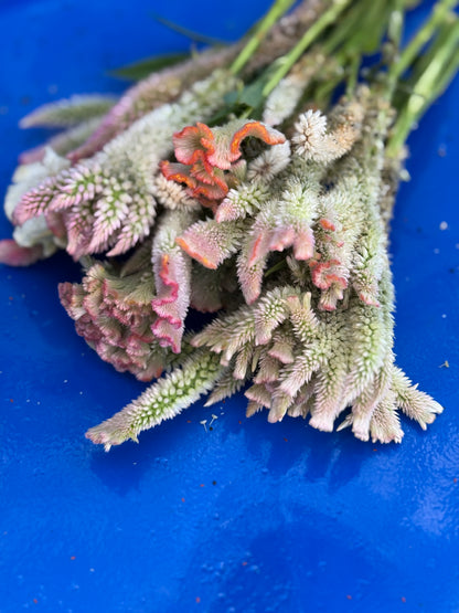 Pink Chenille Celosia Seeds