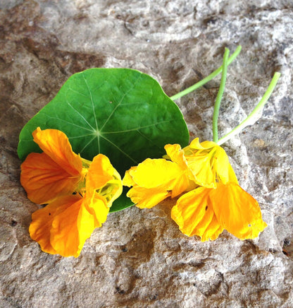 edible flowers of nasturtiums