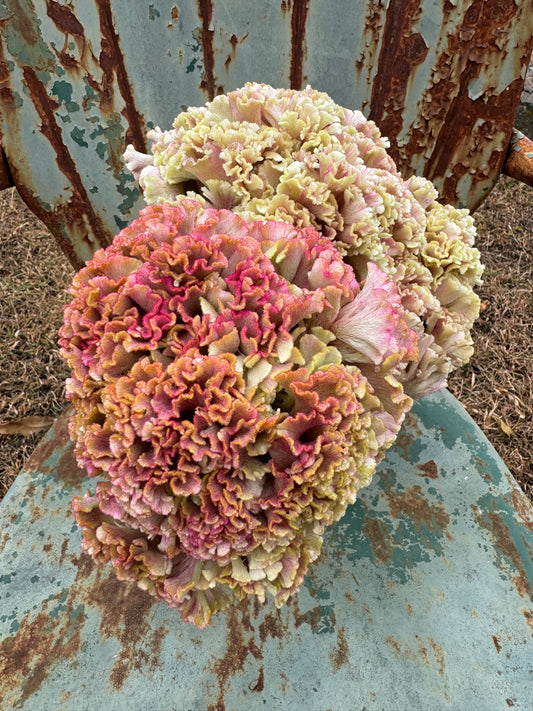 dusty rose gold celosia is an excellent cut flower 