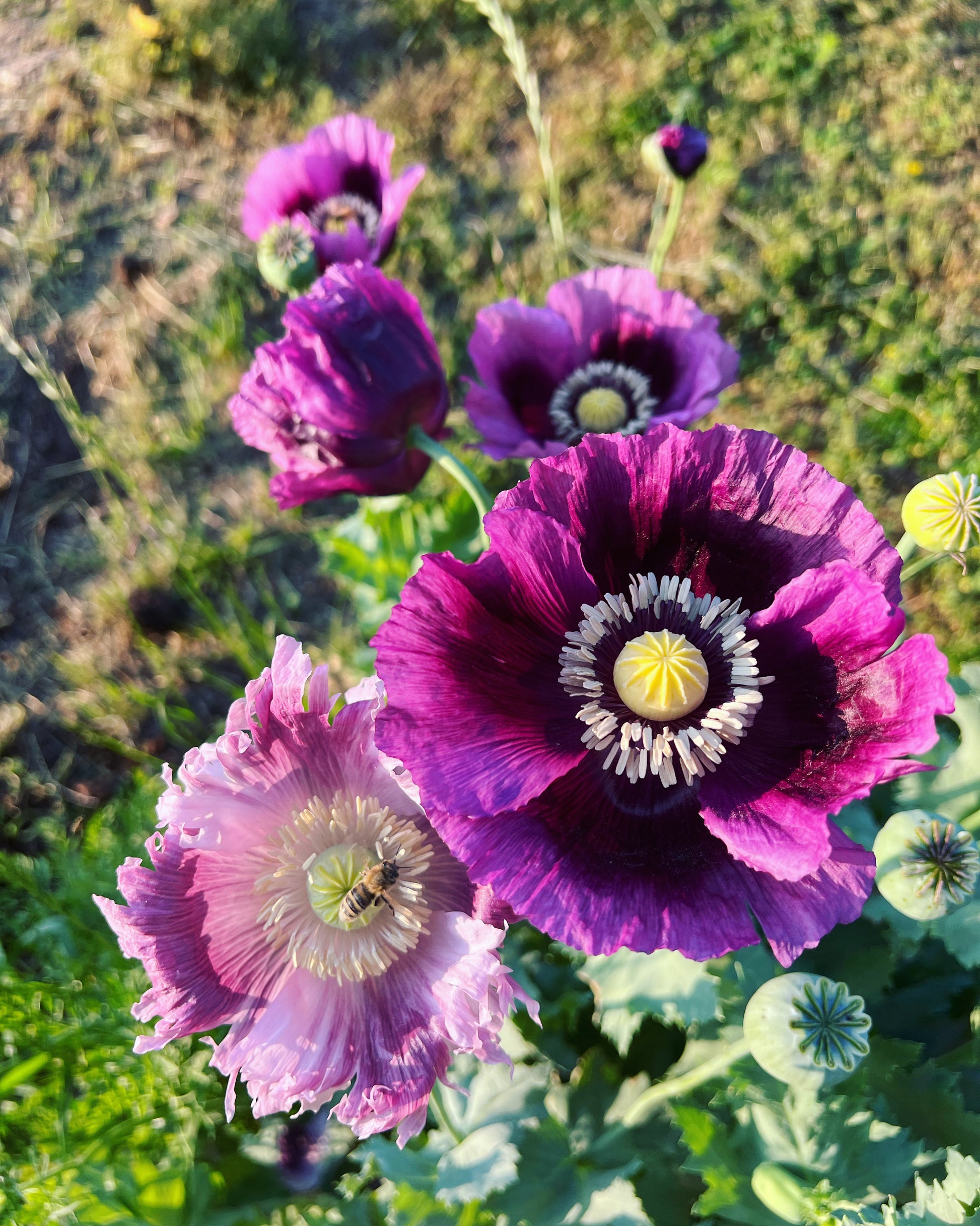 poppy seed to flower Poppy Seeds, Papaver somniferum, Mixed Color Breadseed Poppy Seeds, Great for Cottage Gardens