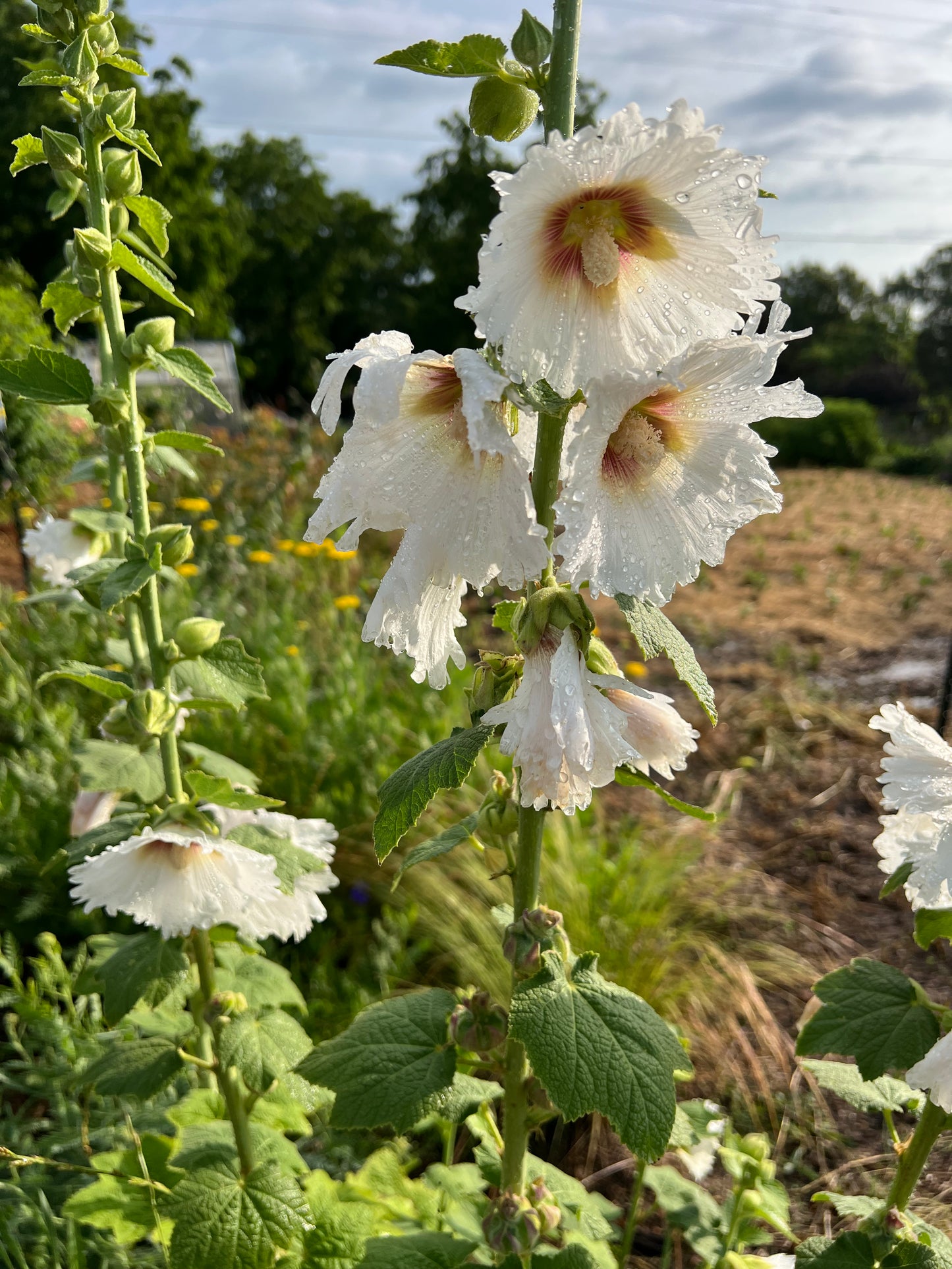 Single White Hollyhock Seeds, Cottage Garden Flowers
