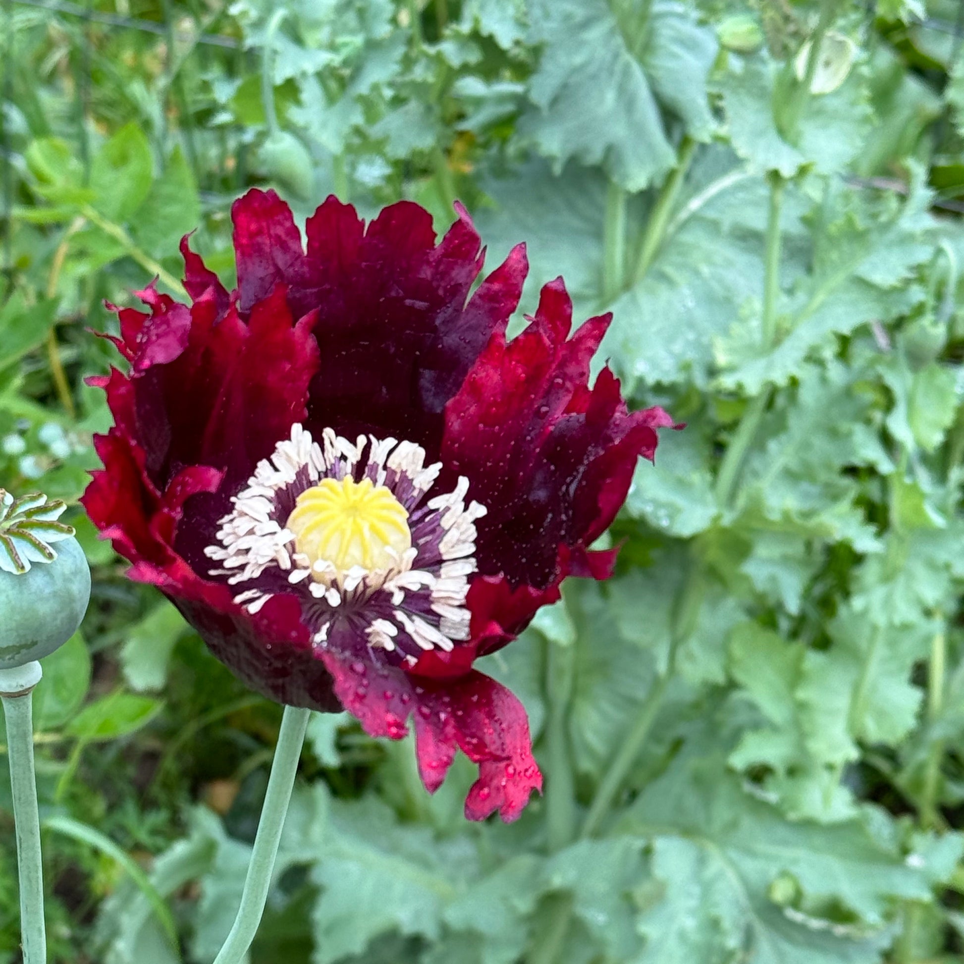 Black Beauty poppy seeds in rich burgundy color