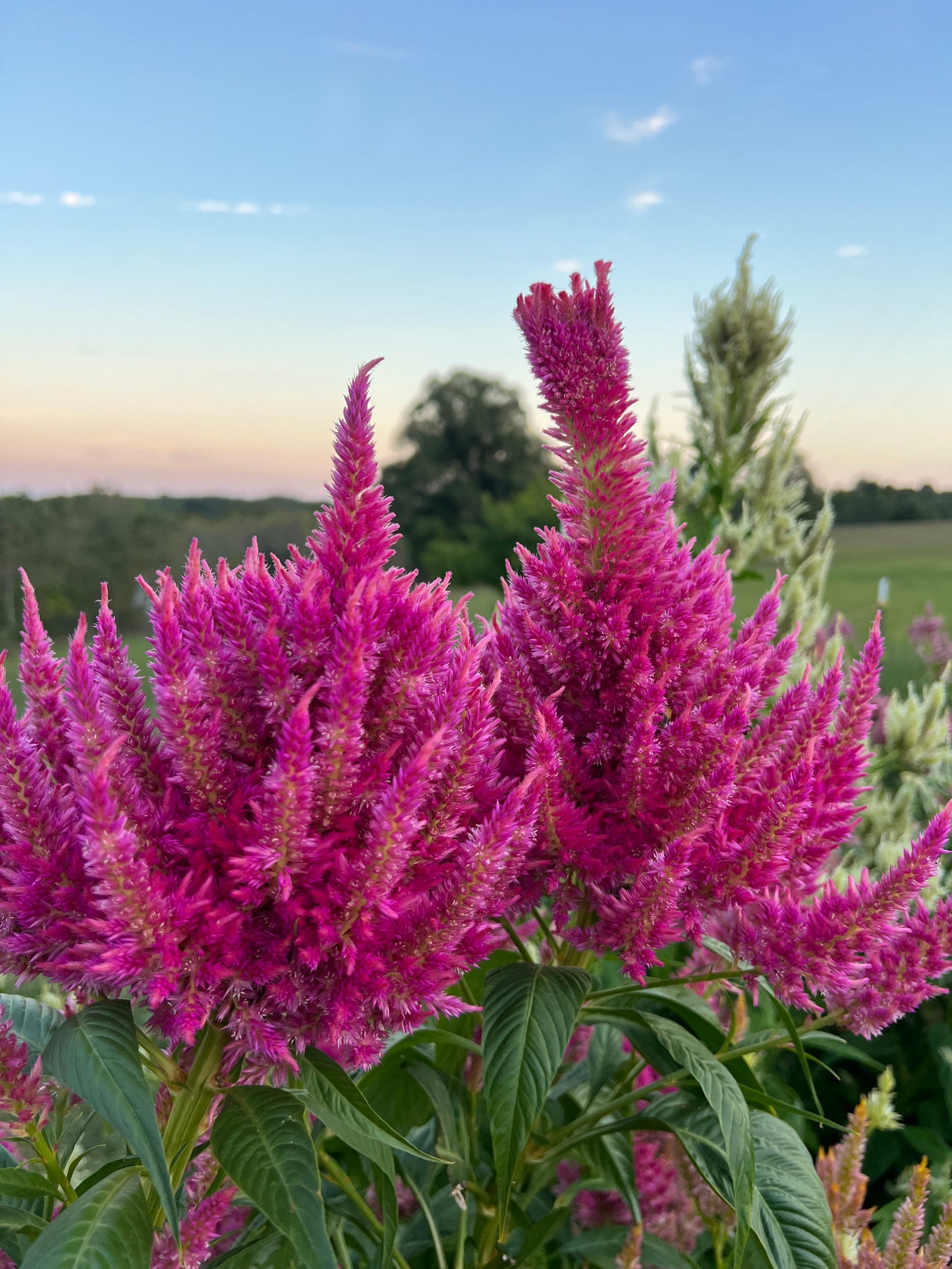 Tall pink plumes of summer sherbet celosia