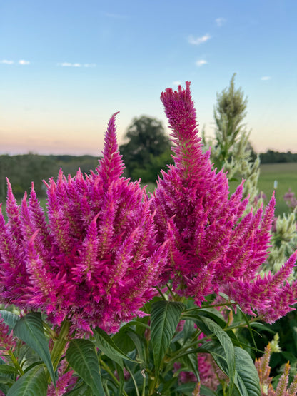 Tall pink plumes of summer sherbet celosia