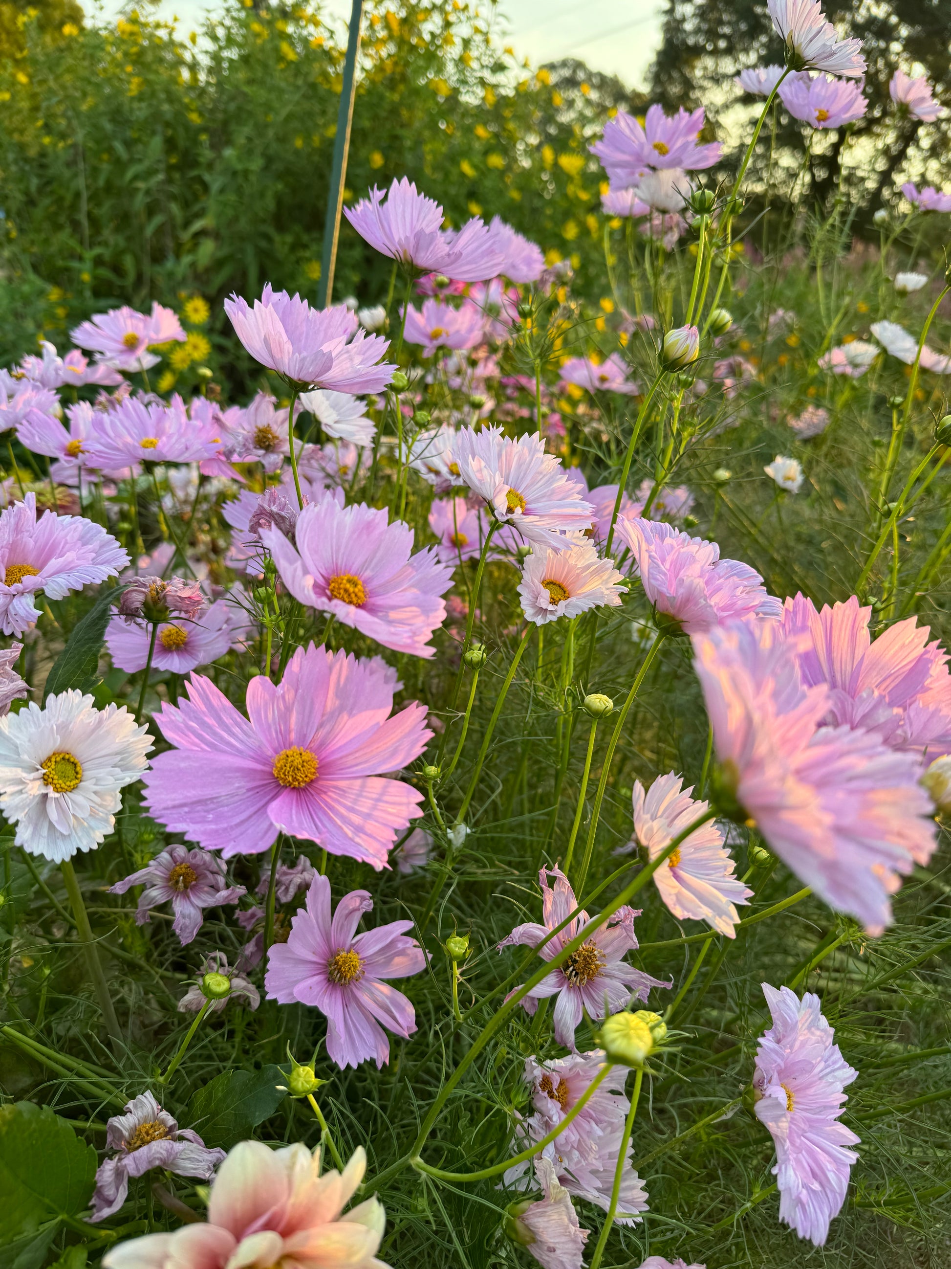 annual cosmos in the cottage garden