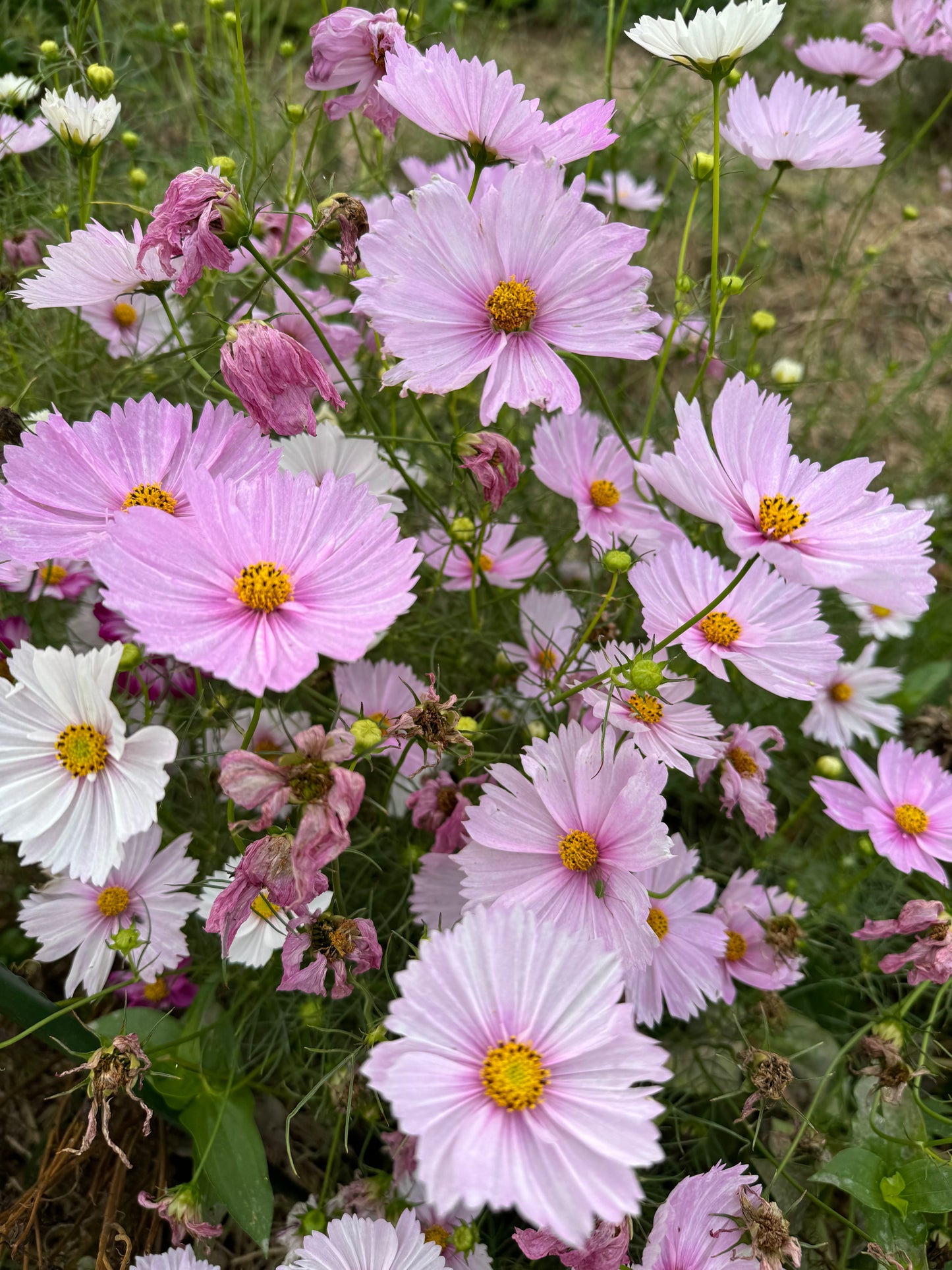 Mixed annual cosmos for cut flower gardens