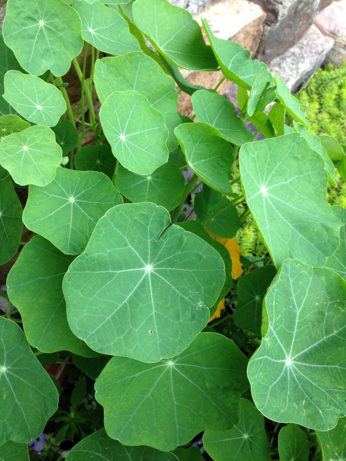 unique foliage of tropaeolum majus