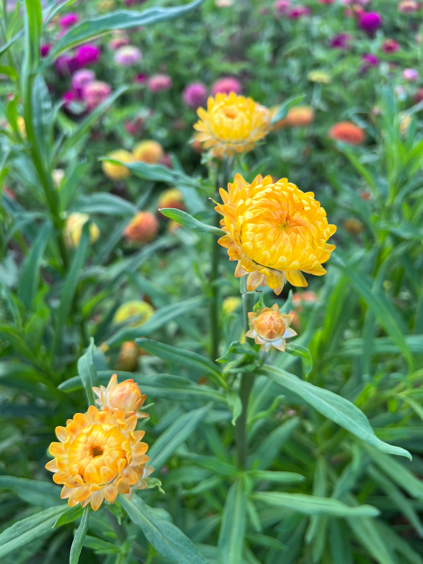 Yellow Strawflower Seeds, Helichrysum Seeds