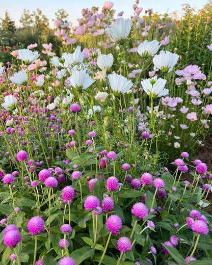 pink gomphrena and white cosmos in the garden
