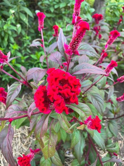 Chief Red Flame Celosia Seeds, Rich Red Cockscomb Celosia argentea