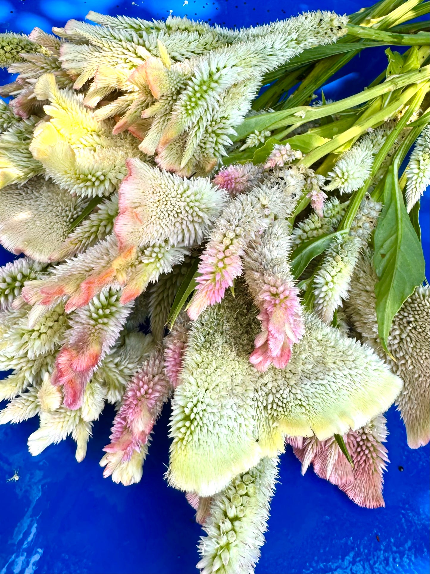 Pink Chenille Celosia Seeds