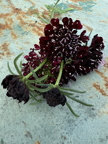 black knight scabiosa for cut flower gardens