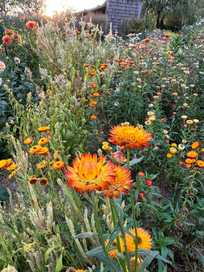 King Size Orange Strawflower Seeds