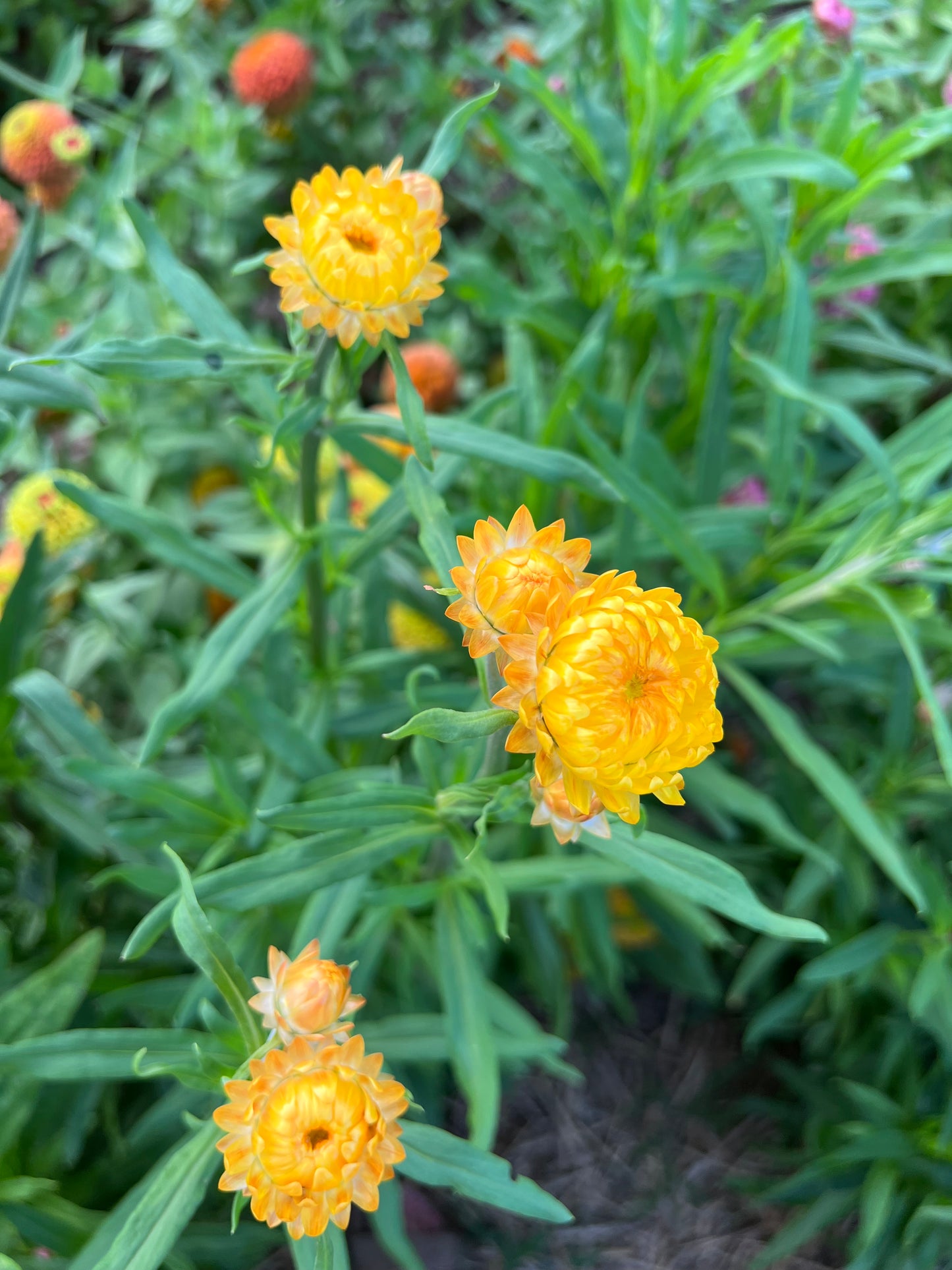 Yellow Strawflower Seeds, Helichrysum Seeds